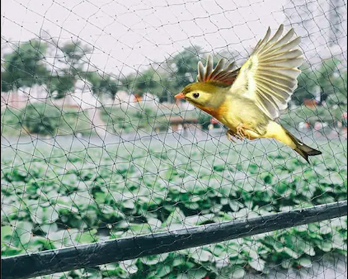 Bird Net