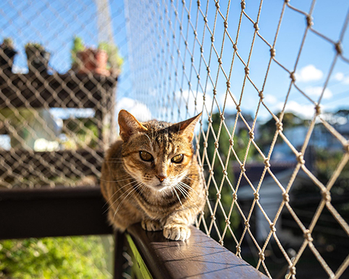 Cat Safety Net